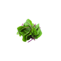 Baby Beetroot Leaves