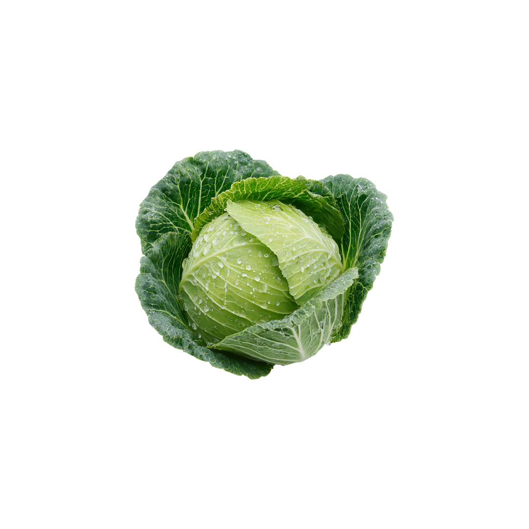 Cabbage - Green