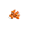 Chillies - Habanero