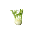 Fennel