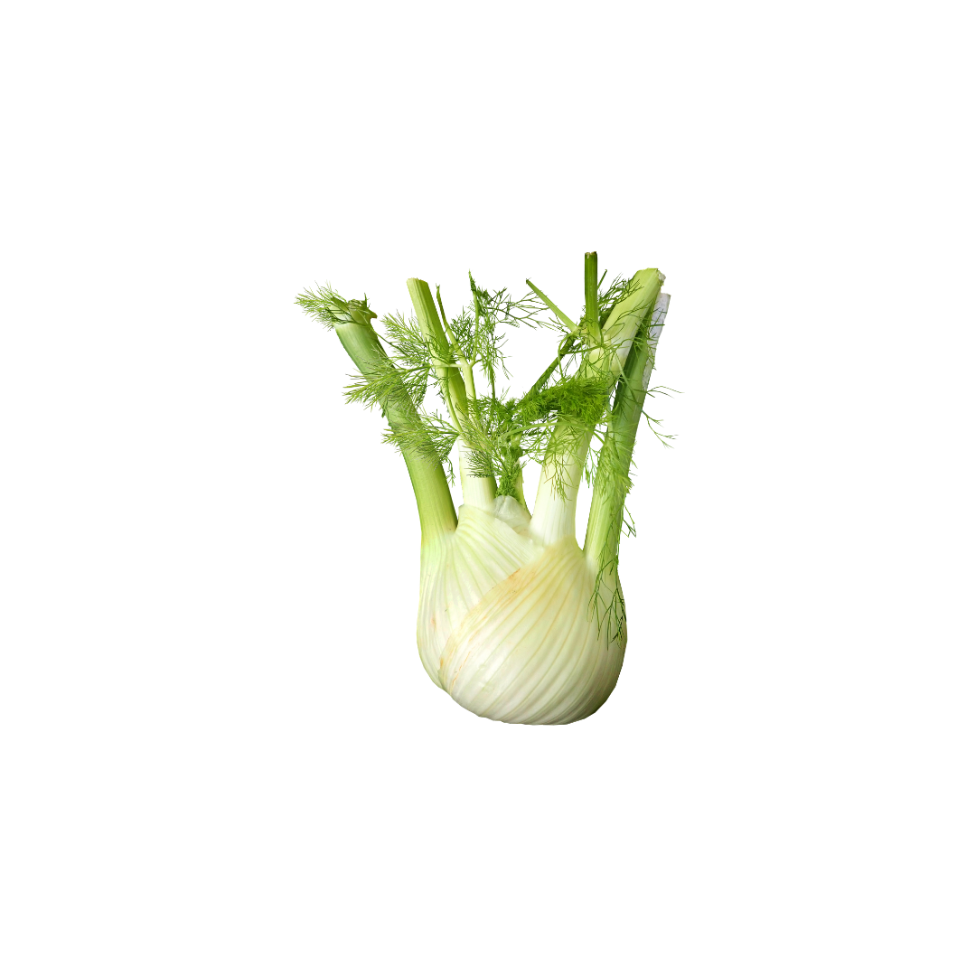 Fennel
