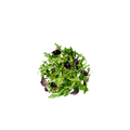 Micro Herbs Salad Pre Mix