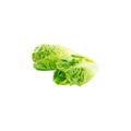 Lettuce - Baby Cos