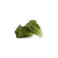 Lettuce - Baby Cos Gem