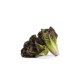 Lettuce - Baby Cos Red
