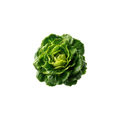Lettuce - Butter