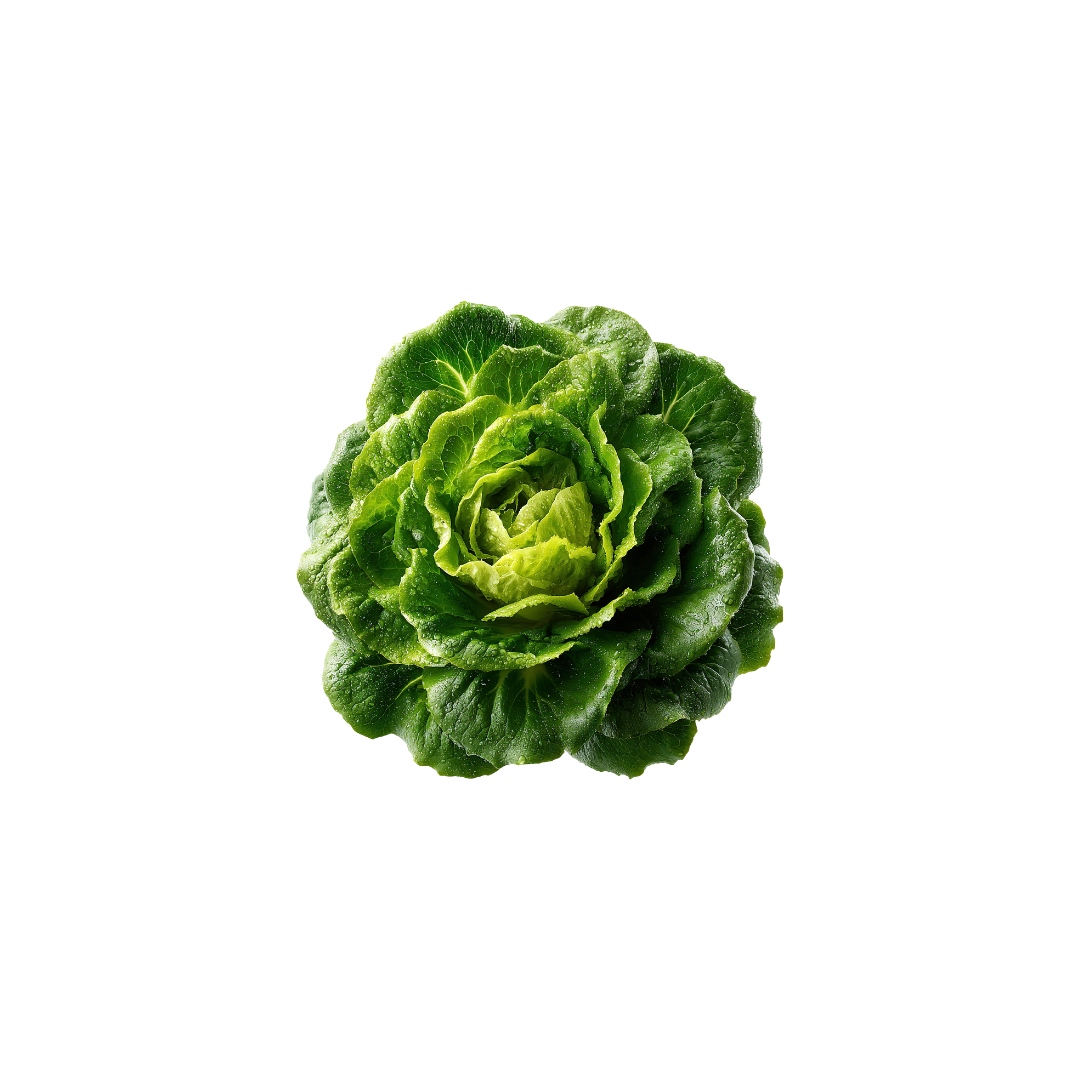 Lettuce - Butter