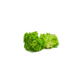 Lettuce - Coral Green