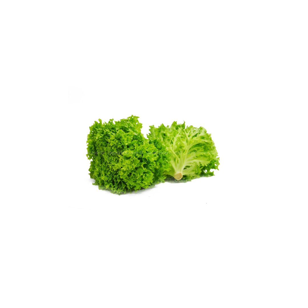 Lettuce - Coral Green