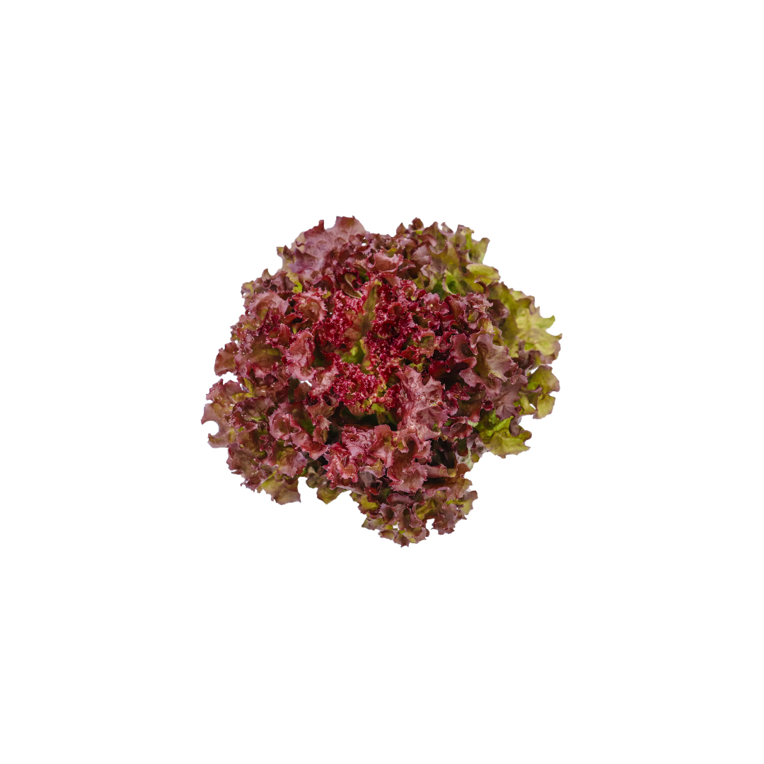 Lettuce - Coral Red