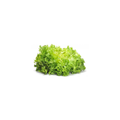 Lettuce - Endive
