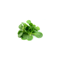 Lettuce - Mache