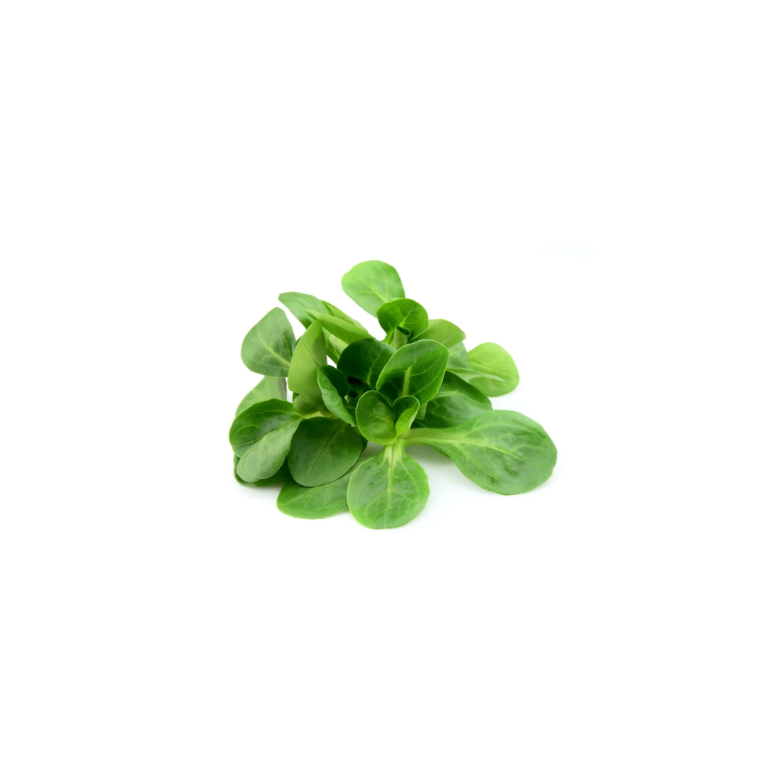 Lettuce - Mache