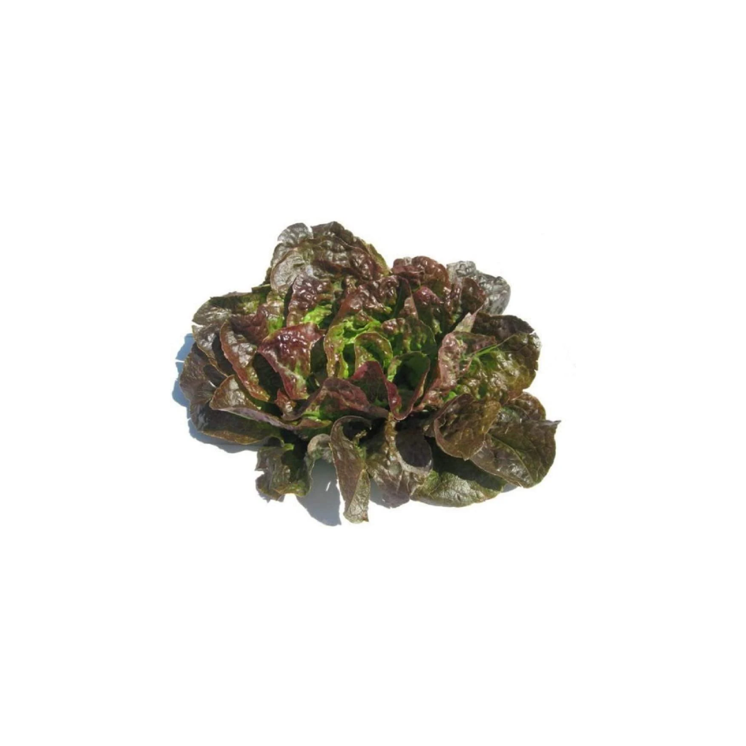 Lettuce - Mignonette