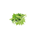 Lettuce - Mizuna