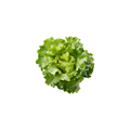 Lettuce - Oak Green