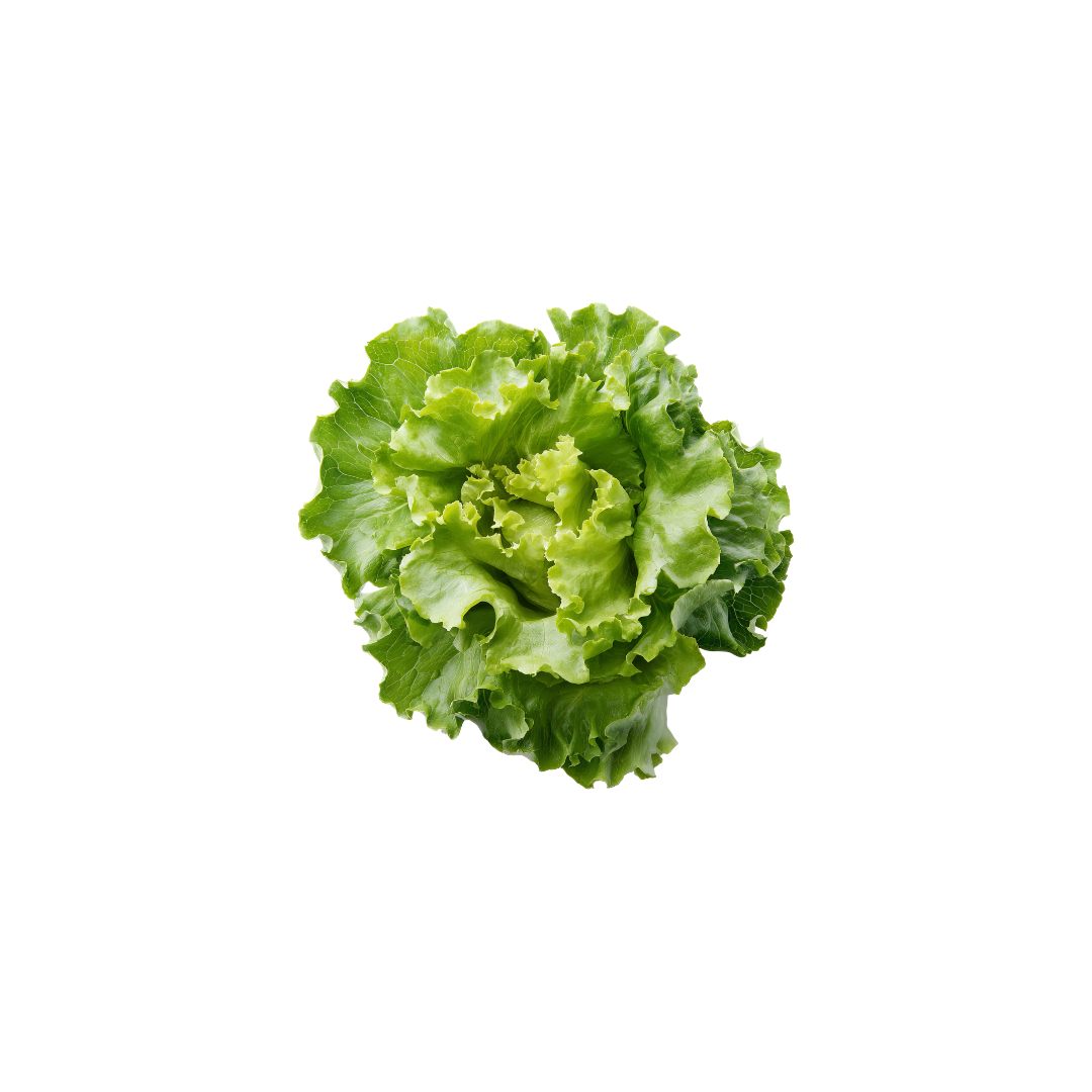 Lettuce - Oak Green