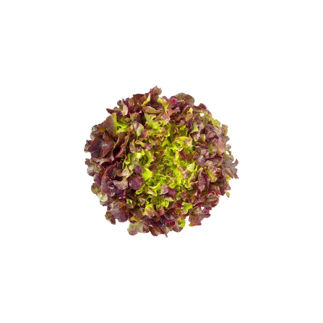 Lettuce - Oak Red