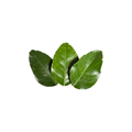 Lime Leaves
