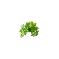 Micro Chervil