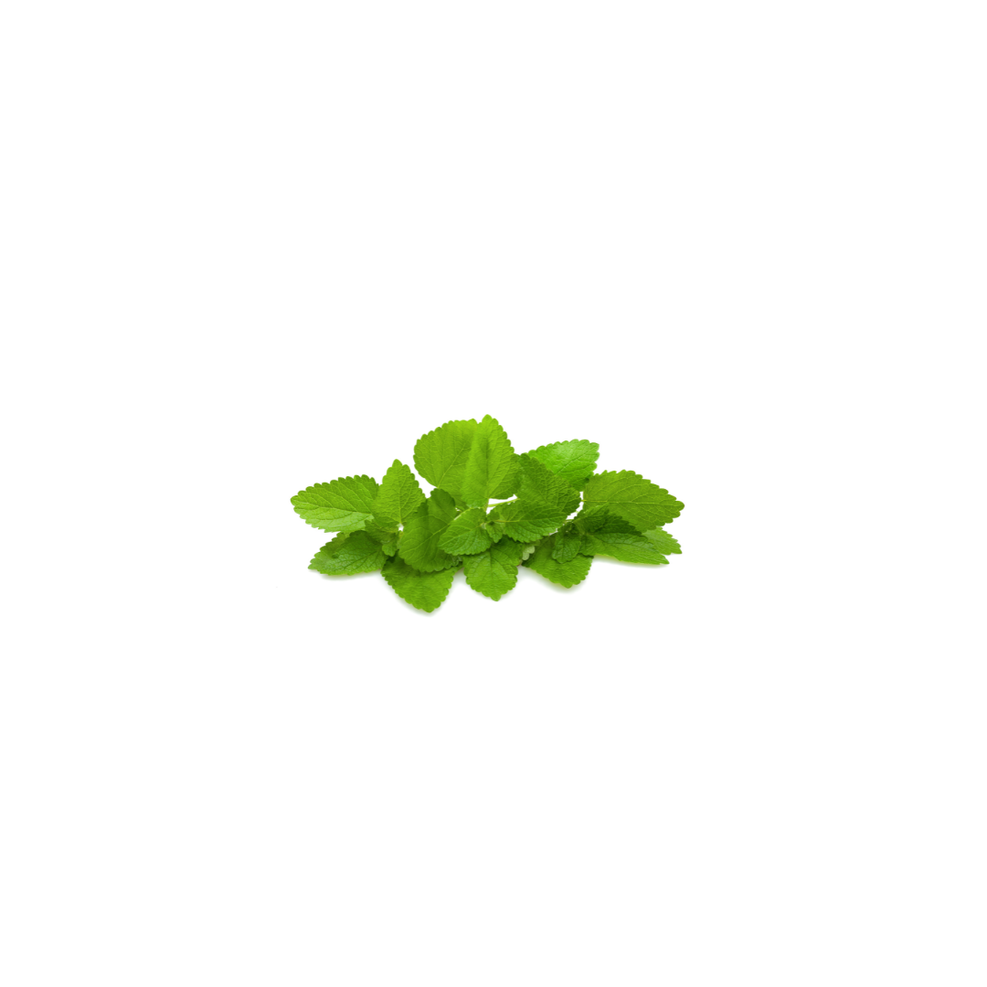 Micro Lemon Balm