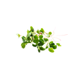 Micro Mixed Herbs