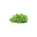 Micro Mustard Cress