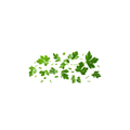 Micro Parsley