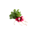 Micro Red Radish