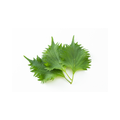 Micro Shiso
