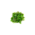 Micro Sorrel Red Vein