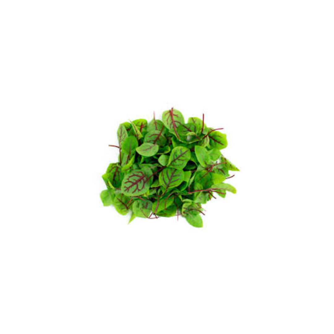 Micro Sorrel Red Vein