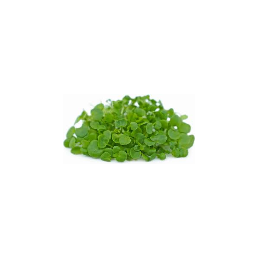 Micro Watercress