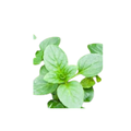 Mint - Peppermint (Round Leaf / Lebanese)