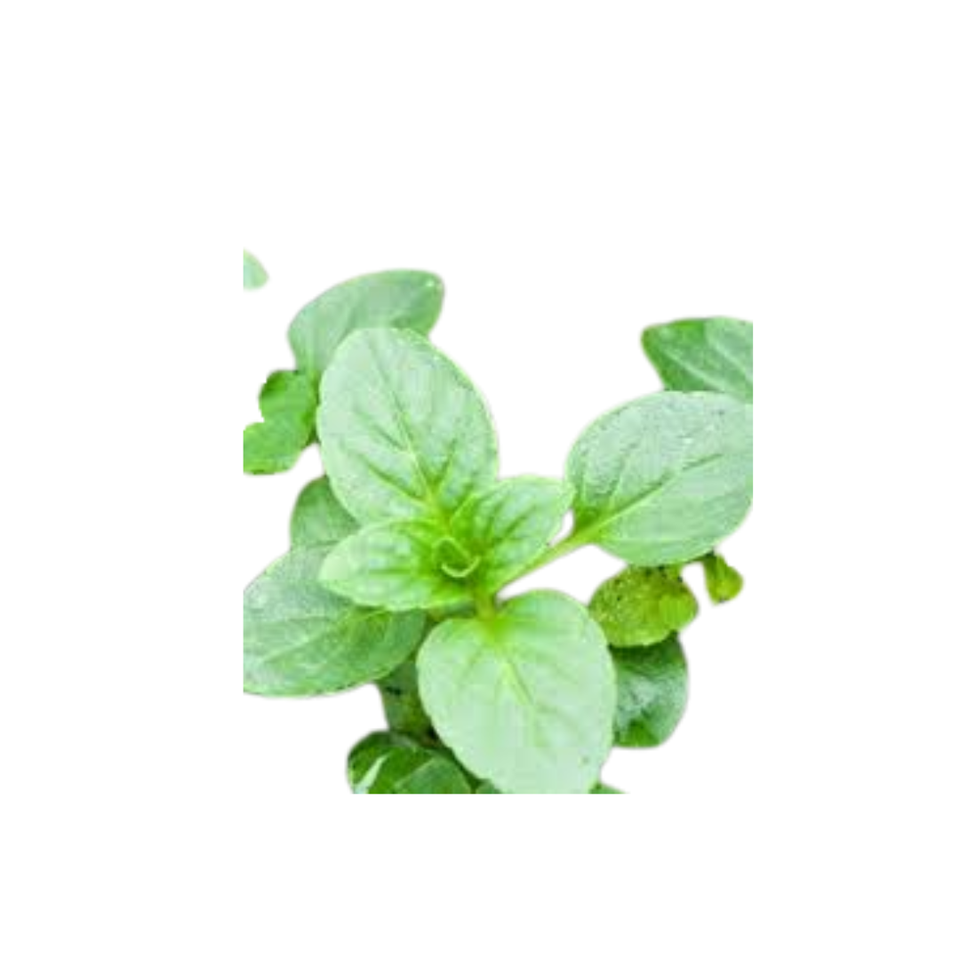 Mint - Peppermint (Round Leaf / Lebanese)