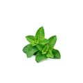 Mint - Spearmint (Regular)