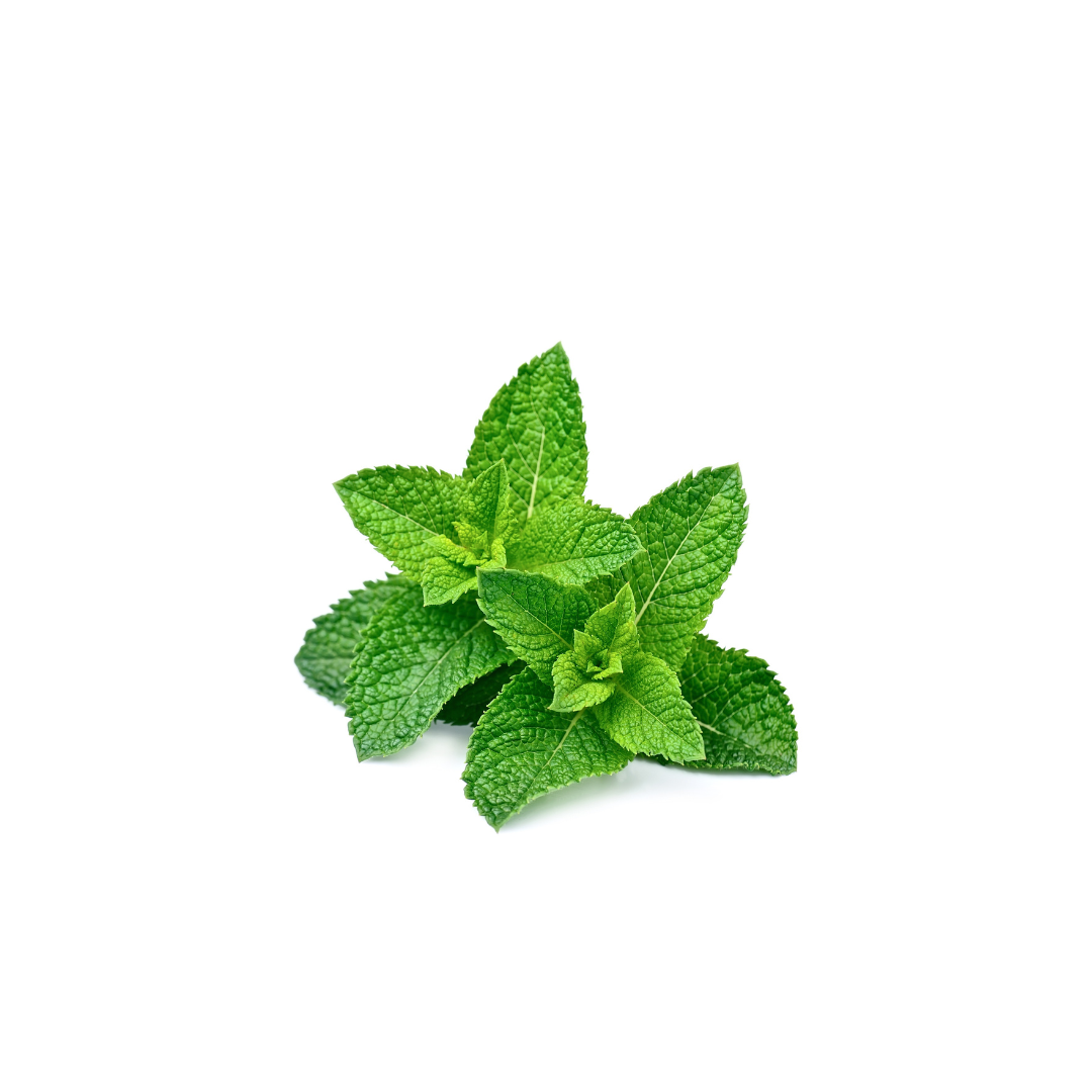 Mint - Spearmint (Regular)