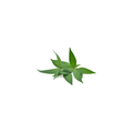 Mint - Vietnamese