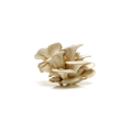 Mushrooms - Oyster