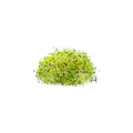 Onion Sprouts