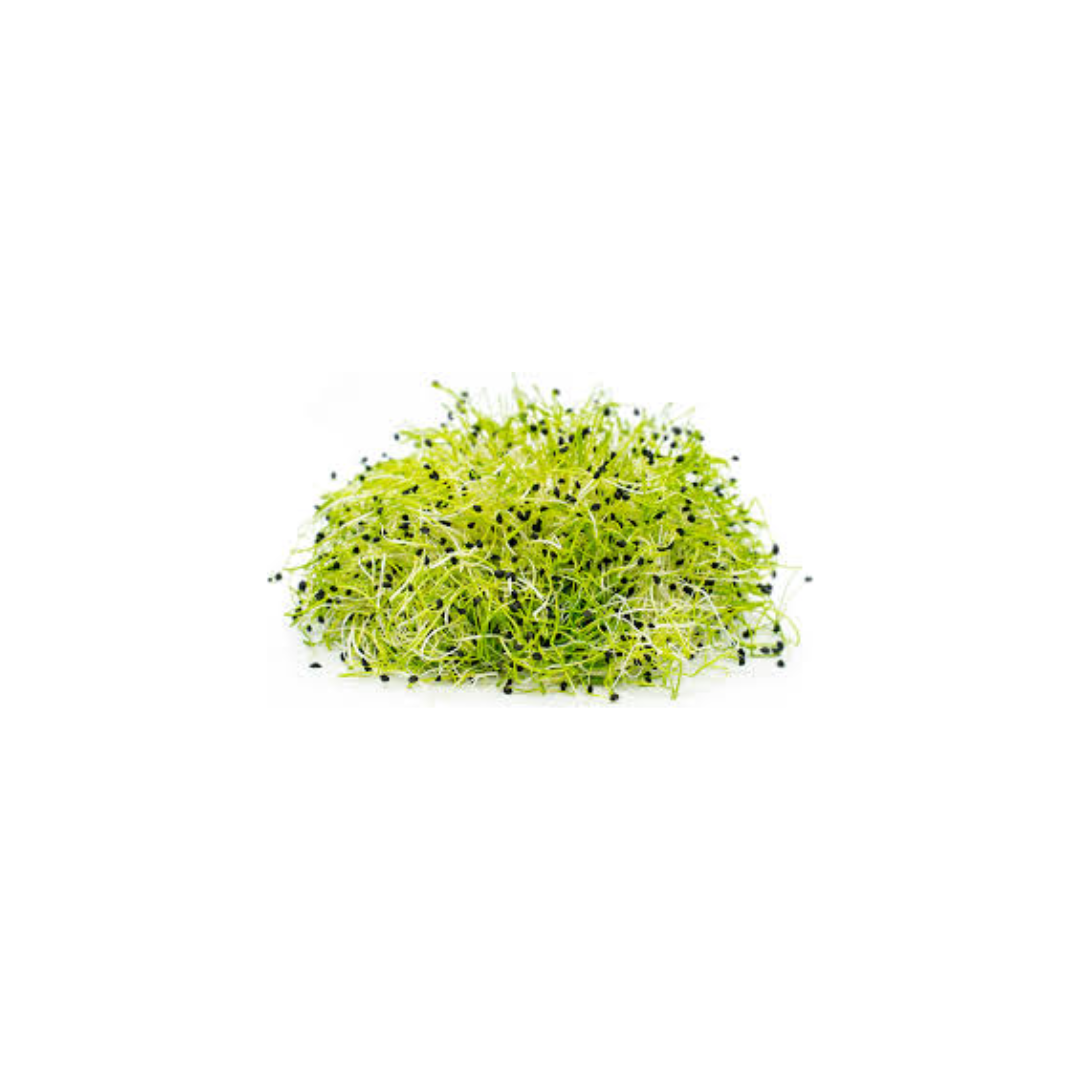 Onion Sprouts