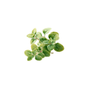 Oregano