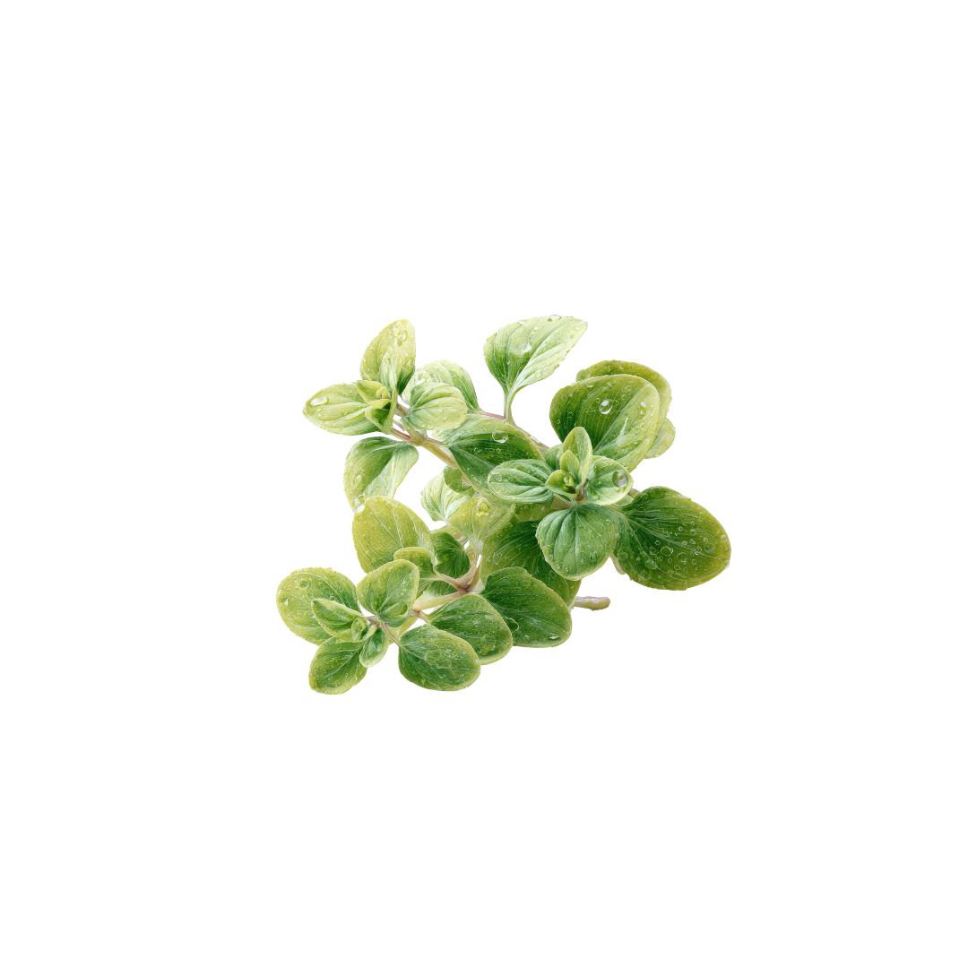 Oregano