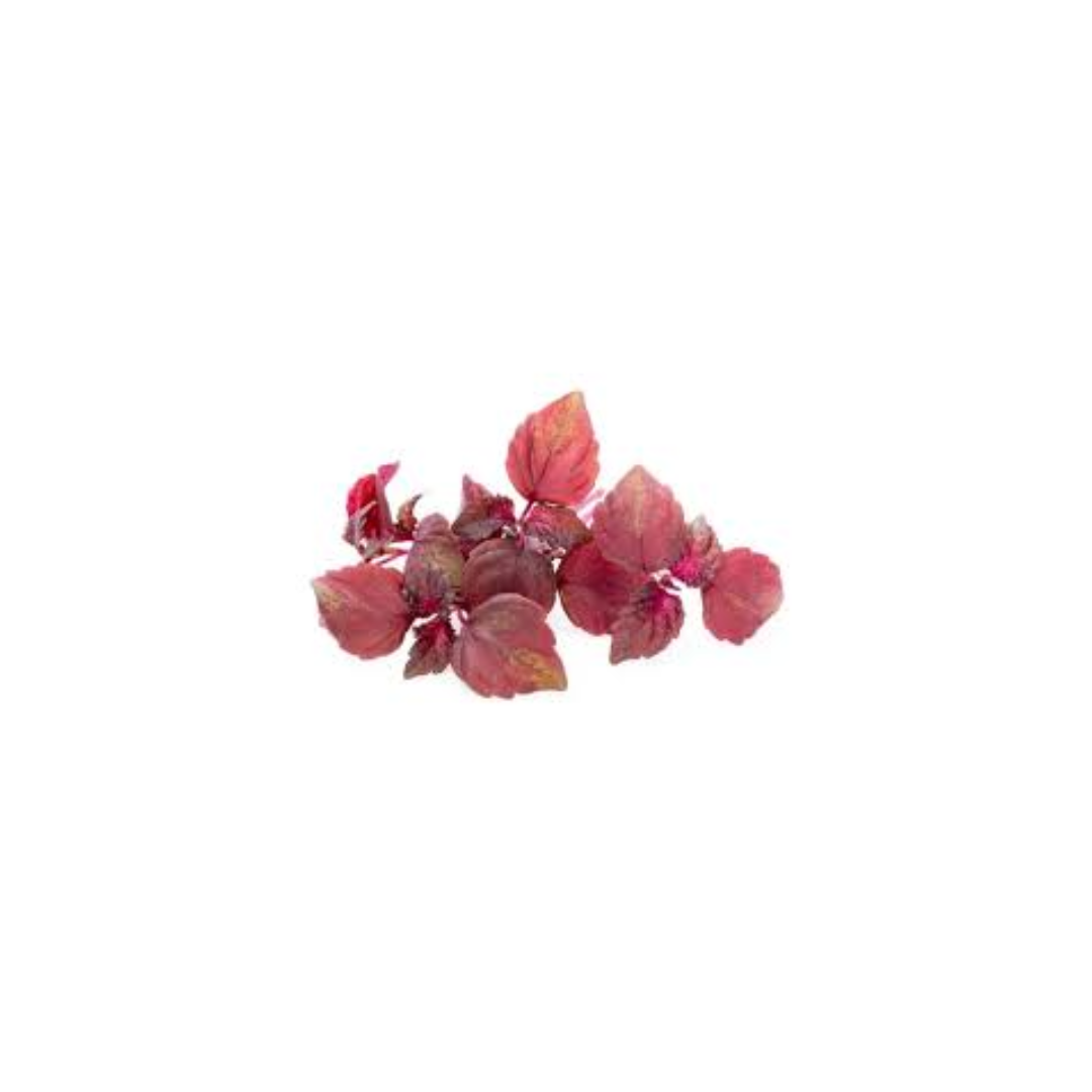 Petite Bouche - Red Shiso