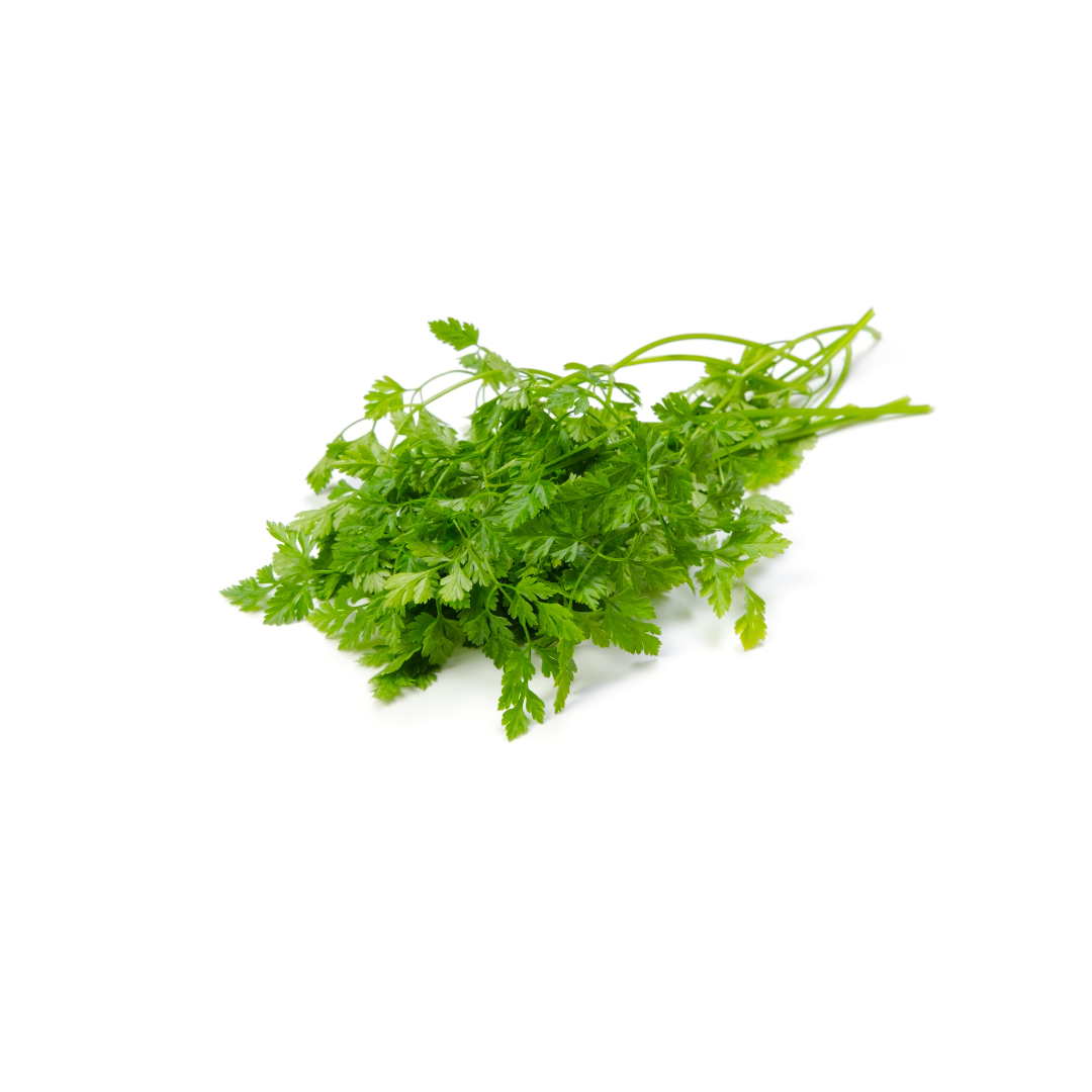 Petite Bouche Chervil