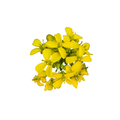 Petite Bouche Mustard Hot Mix