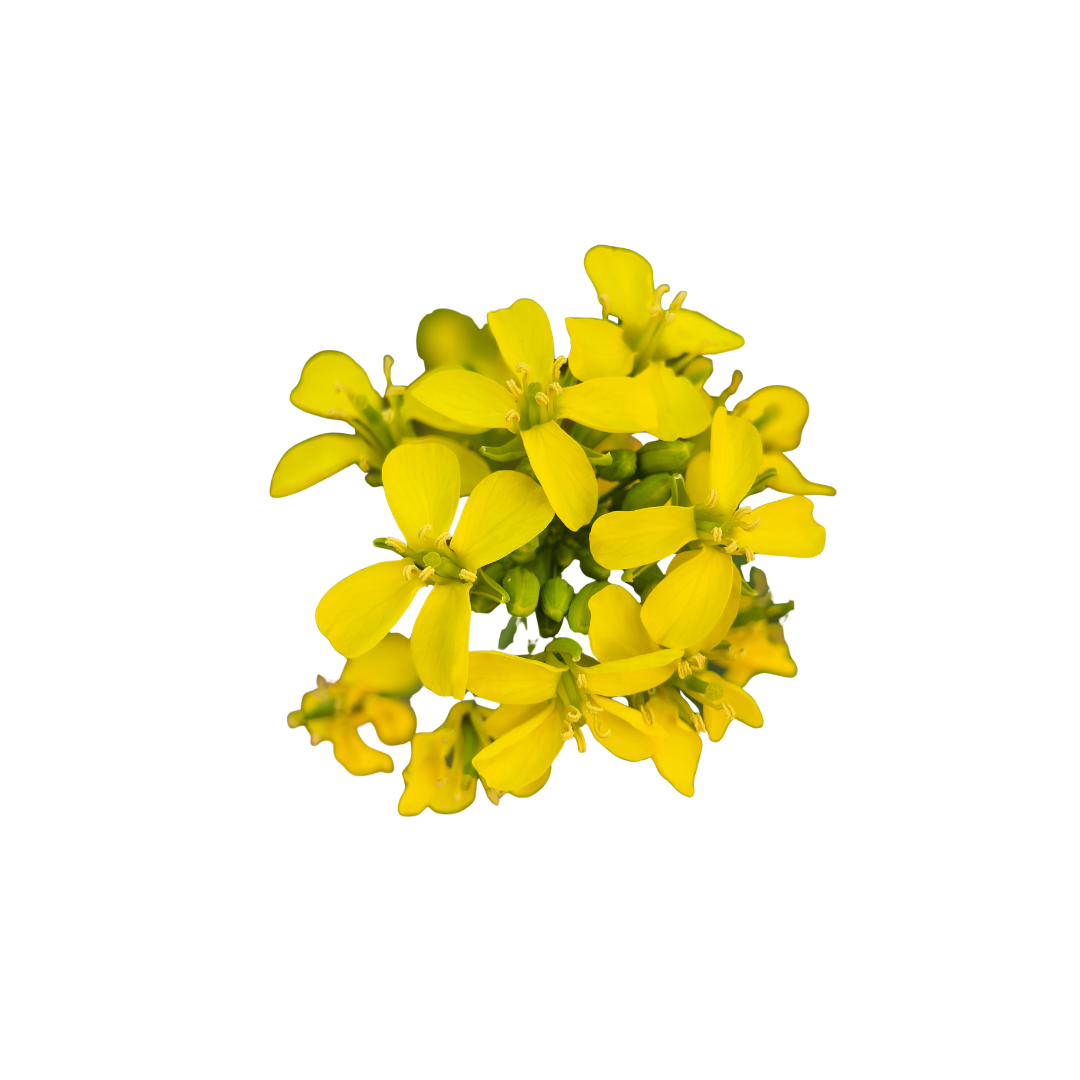 Petite Bouche Mustard Hot Mix