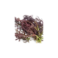 Petite Bouche Red Elk