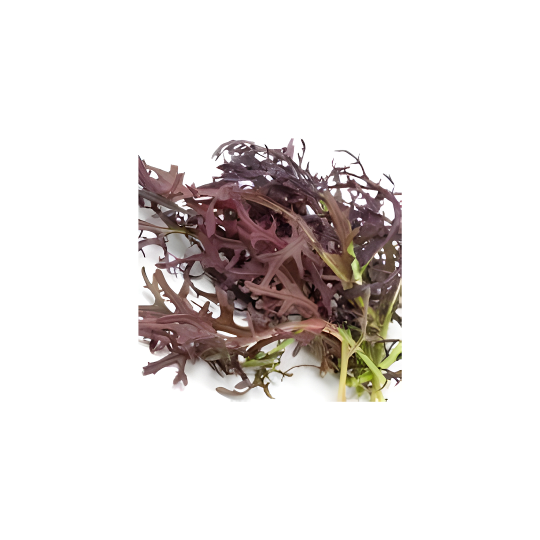 Petite Bouche Red Elk
