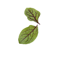 Petite Bouche Red Vein Sorrel